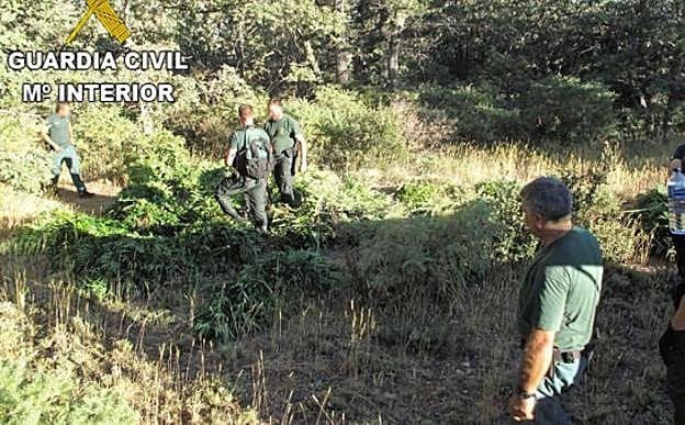Guardias civiles cortan marihuana en un paraje de Cáñar días atrás.