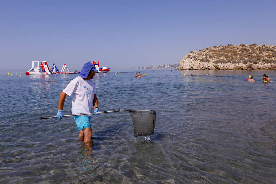 Este novedoso sistema, que tiene menos coste y resulta más efectivo, está implicando a los usuarios de la playa que ayudan a estos trabajadores 