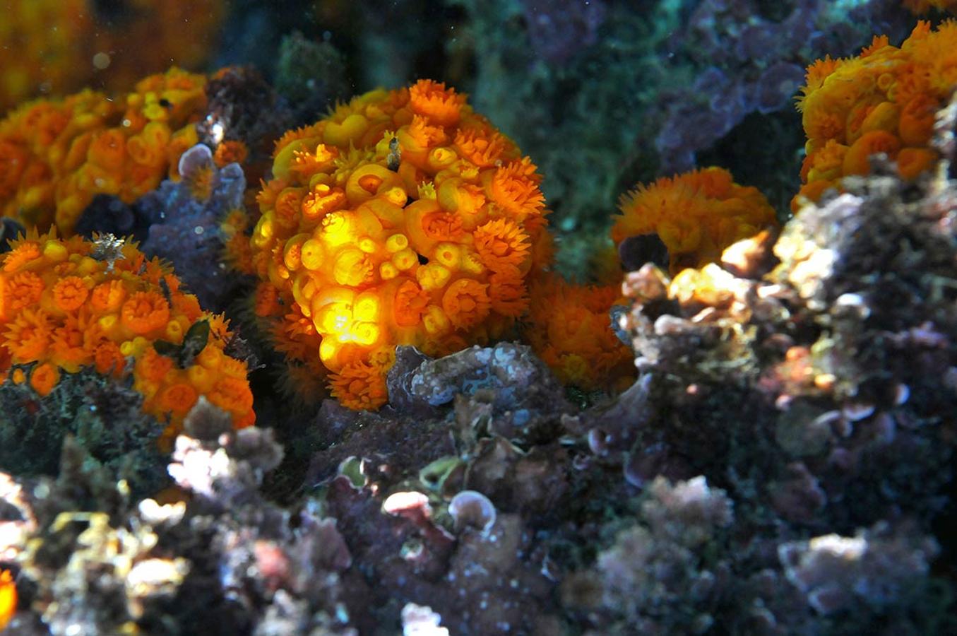 Coral naranja. Astroides calycularis. Forma colonias de color anaranjado en zonas umbrías de rocas, incluso en zonas intermareales y en profundidades mínimas. 