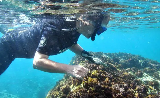 Un buceador estudia la biodiversdidad en zonas rocosas de baja profundidad 