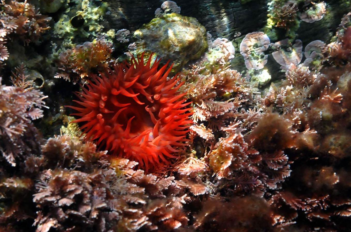 Tomate. Actinia equina. Es habitual en las rocas batidas por las olas