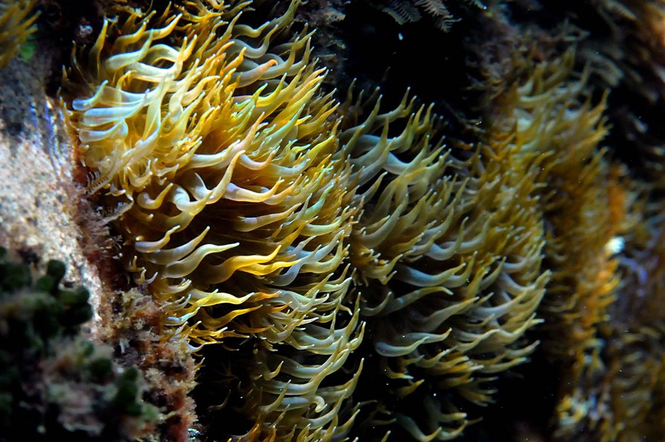 Aiptasia. Vive sobre las rocas a escasa profundidad, puede confundirse con una anémona. También tiene tentáculos urticantes para capturar a sus presas