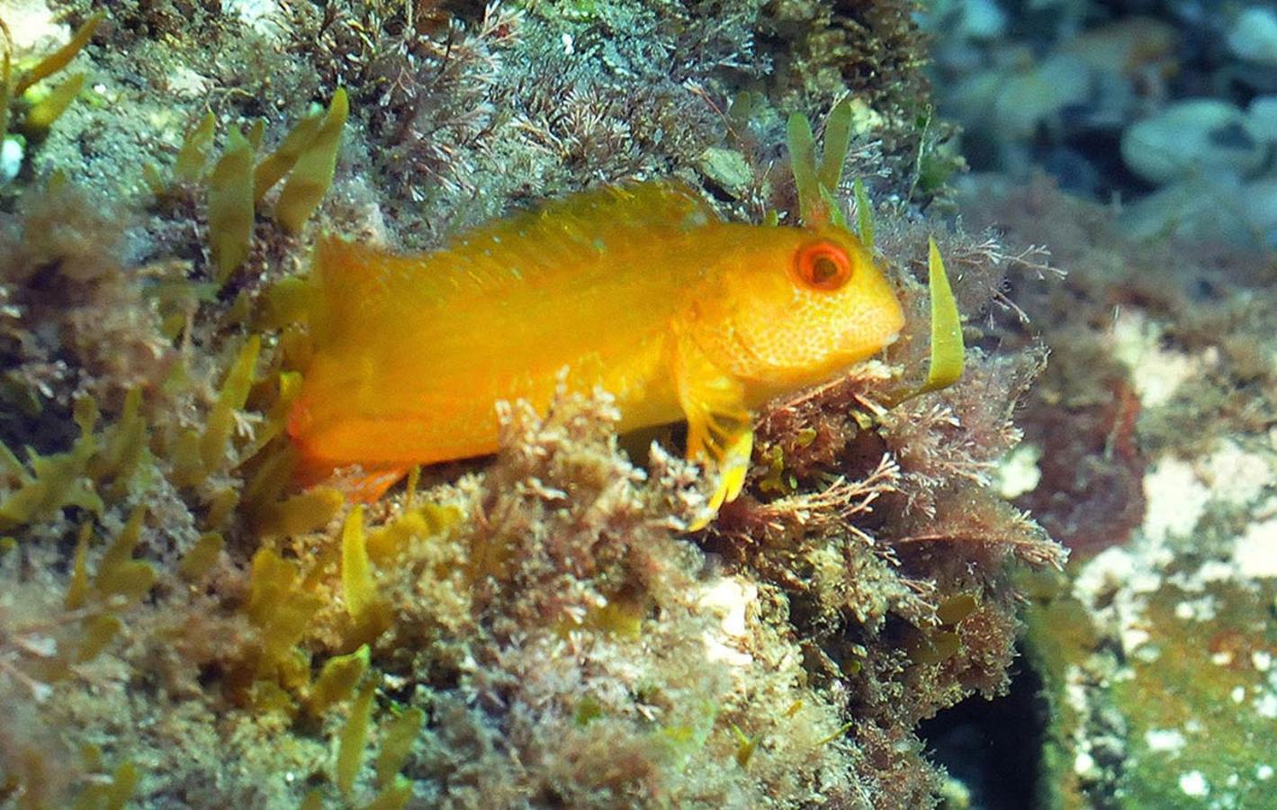 Vieja. Parablennius pilicornis: Es pequeño, vive en las rocas y presenta colores azulados, amarillos y verdes. 