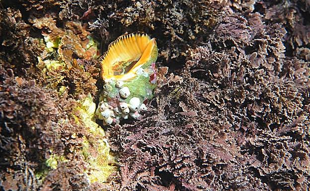 Thaisha emastoma, un molusco habitual en aguas someras