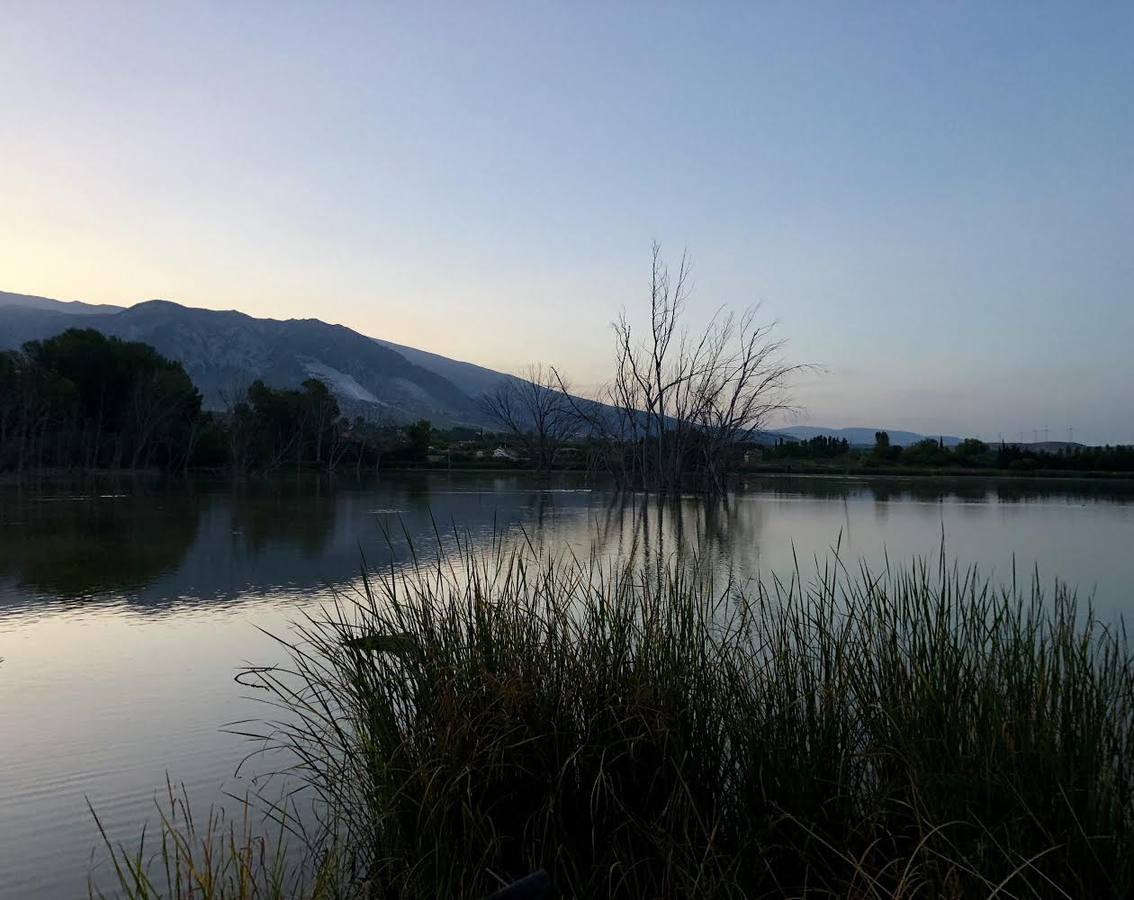 estamos en las lagunas del Padul y Alfonso camina con paso decidido, en camiseta de manga corta, sin dar muestra alguna de frío. Opto por callar, apretar los dientes y seguir adelante por la pasarela de madera que nos conduce entre carrizos, juncos y demás plantas ribereñas; a la espera de que salga el sol
