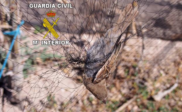Denunciados por usar redes ilegales para cazar aves