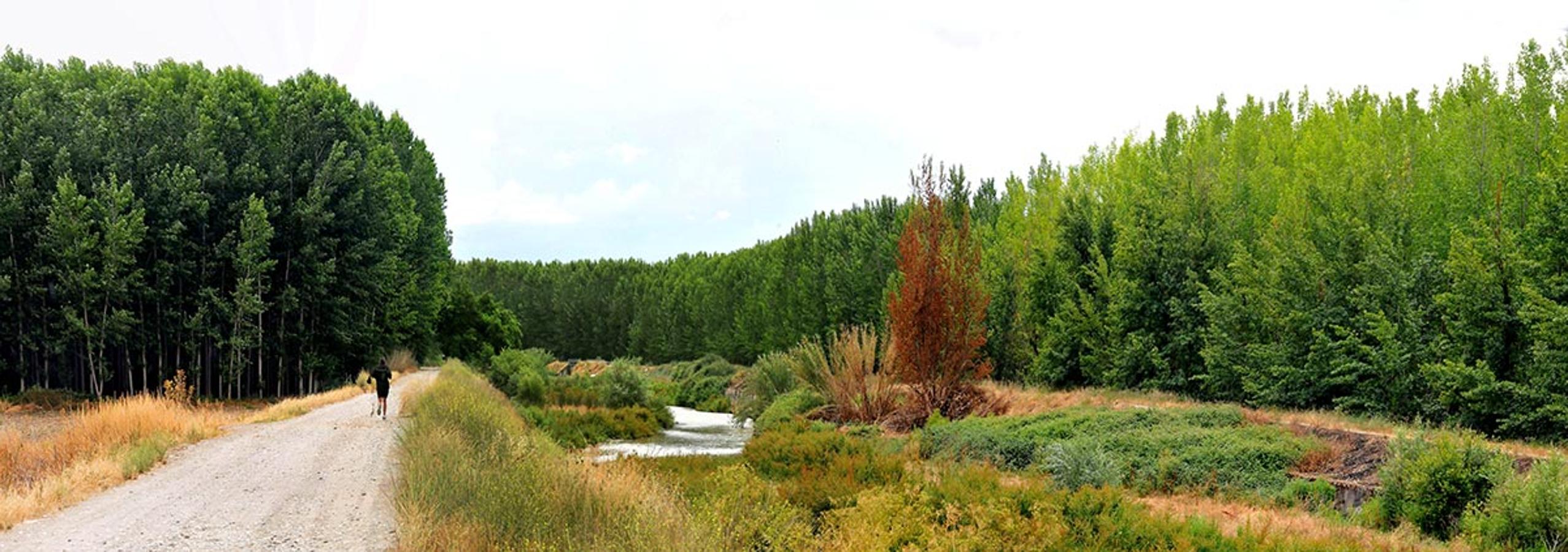 Las alamedas pueblan las riberas del río Genil en su recorrido por la Vega de Granada.