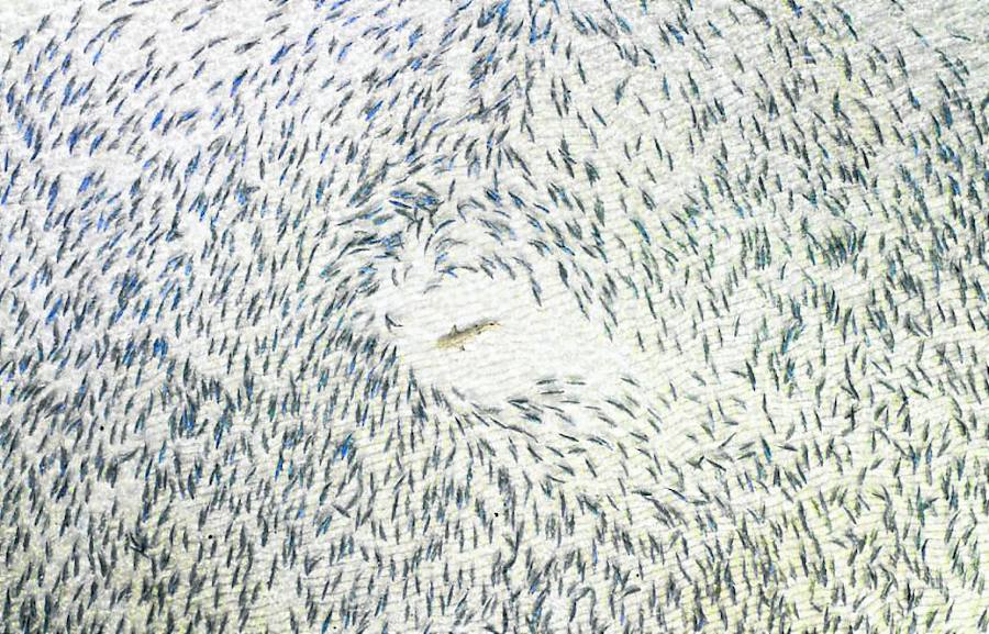 'Tiburón de punta negra'. Le rodea una legión de peces desovantes, en Bahamas. Vencedora en Vida Salvaje.