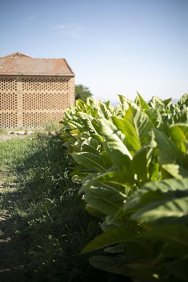 Las hojas de tabaco crecen aún en la Vega granadina.