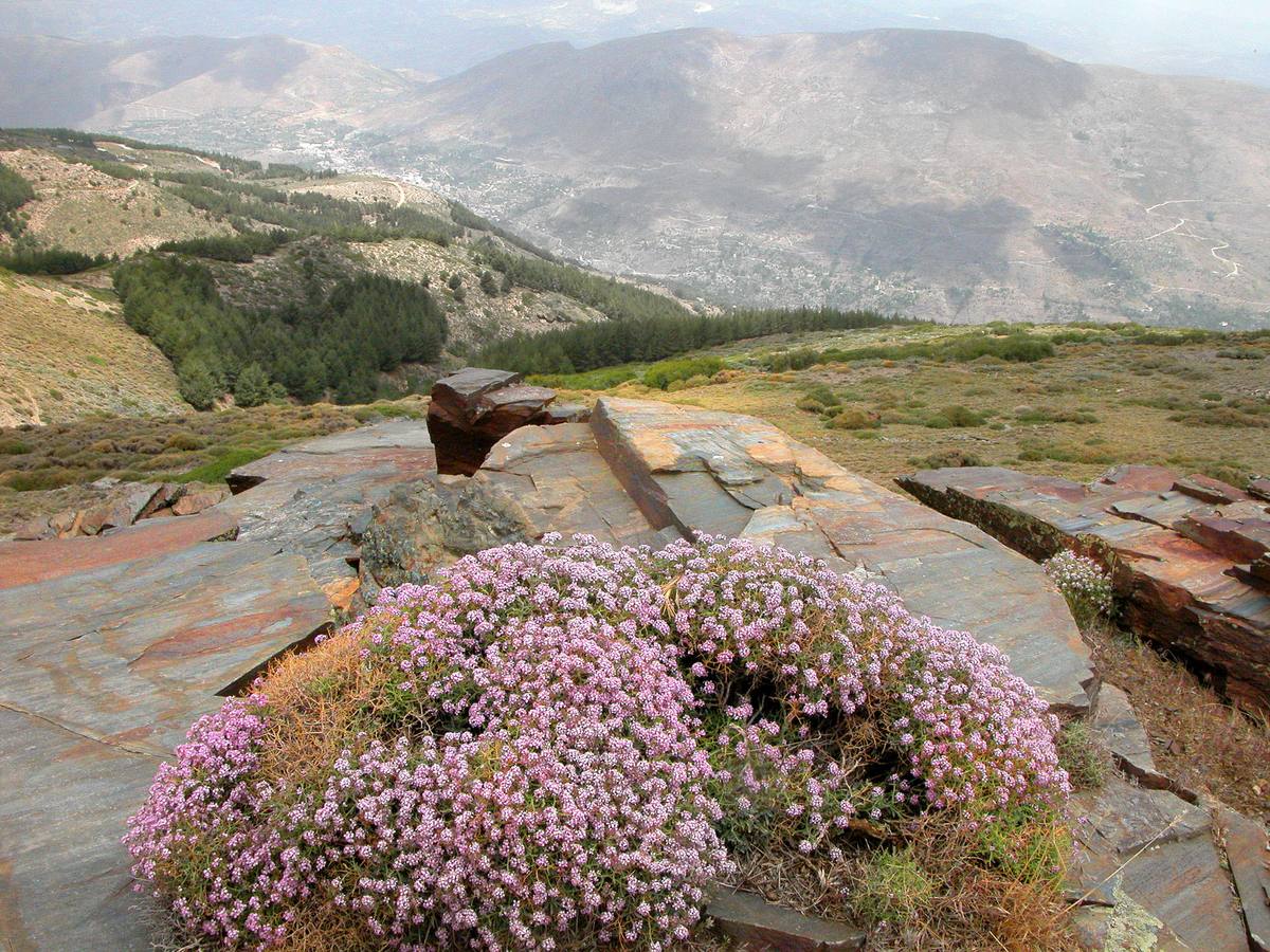 Almohadillas de piorno rosa sobre rocas de pizarra. Tras los últimos árboles, el matorral nevadense marca la frontera de la alta montaña. En el collado de la Sabina las sendas se abren paso a través de las últimas laderas calizas para entrar en el dominio de las pizarras