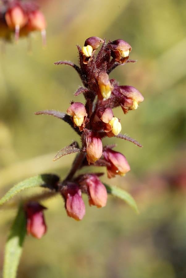 Flores de Odontites viscosus subsp. granatensis. Tras los últimos árboles, el matorral nevadense marca la frontera de la alta montaña. En el collado de la Sabina las sendas se abren paso a través de las últimas laderas calizas para entrar en el dominio de las pizarras