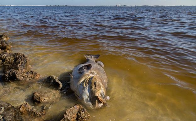 El alga asesina pone en jaque a los mares