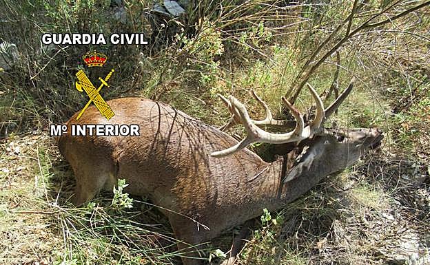 'Liberan' varios ciervos en Jabalcuz y matan de un disparo a uno de ellos