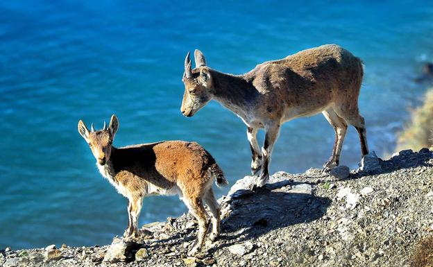 Cabras montesas en los acantilados de Albuñol 