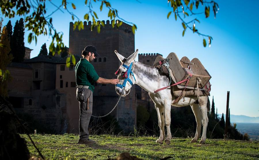 El zorro visto hace unos días en el monumento nazarí no es su único inquilino: gatos, ardillas, búhos, ranas o culebras son algunos de los animales que habitan en la Alhambra