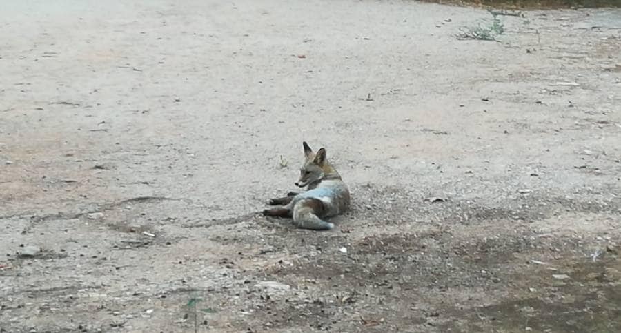 El zorro visto hace unos días en el monumento nazarí no es su único inquilino: gatos, ardillas, búhos, ranas o culebras son algunos de los animales que habitan en la Alhambra