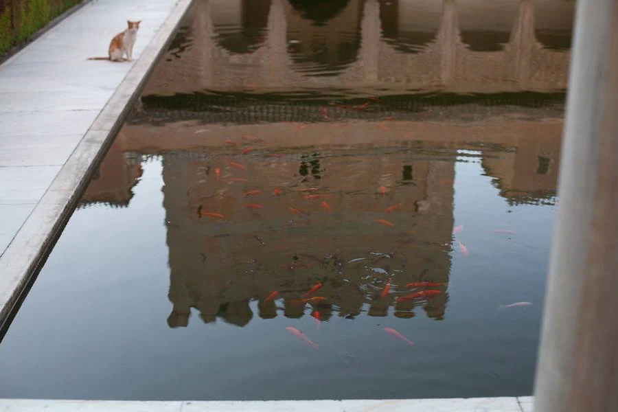 El zorro visto hace unos días en el monumento nazarí no es su único inquilino: gatos, ardillas, búhos, ranas o culebras son algunos de los animales que habitan en la Alhambra