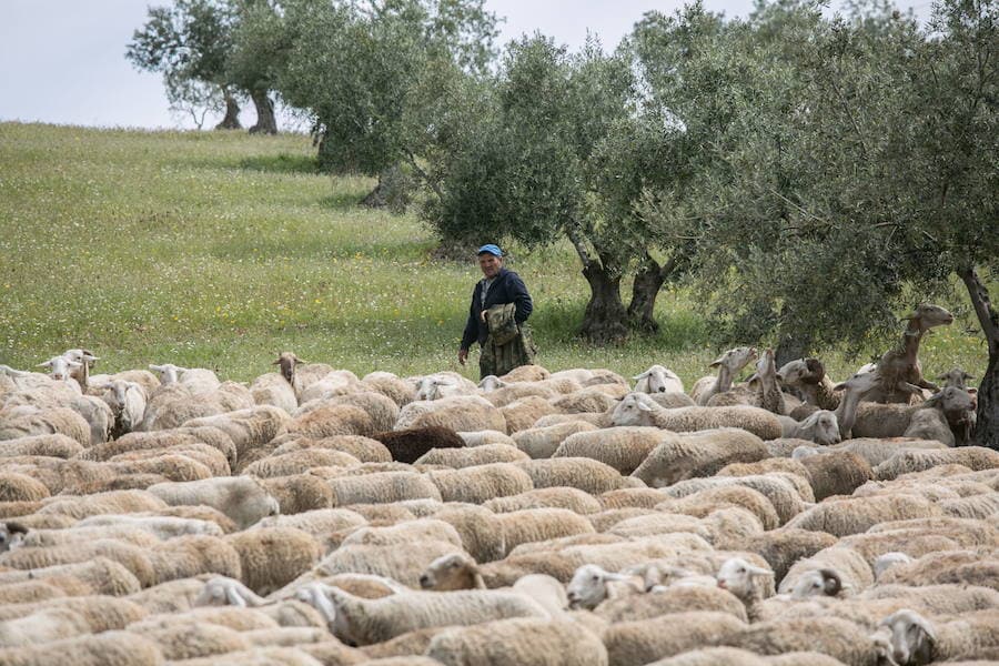 El zorro visto hace unos días en el monumento nazarí no es su único inquilino: gatos, ardillas, búhos, ranas o culebras son algunos de los animales que habitan en la Alhambra