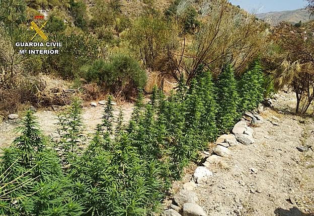 Imagen de la última plantación de cannabis sativa alijada en la Sierra de Lújar con 2.600 plantas.