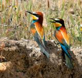 Los avejarucos se marchan