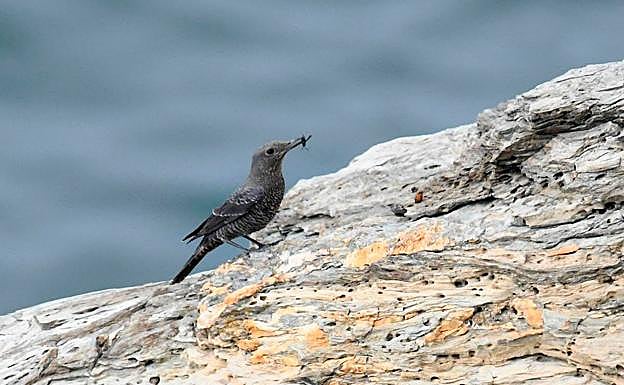 Roquero solitario atrapa un insecto entre las rocas de un acantilado de la costa granadina