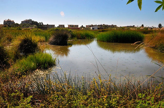 La Charca de Suárez de Motril (Granada) acoge individuos de fartet reintroducidos para la recuperación de la especie. 