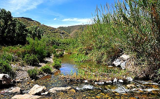 Fuentes de Marbella, en Almería, reducto natural del fartet