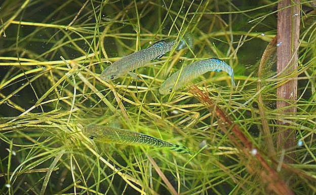 Pequeños fartet entre la vegetación acuática