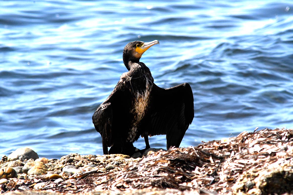 Un cormorán grande seca sus alas en las playas de Guardias Viejas, en Almería