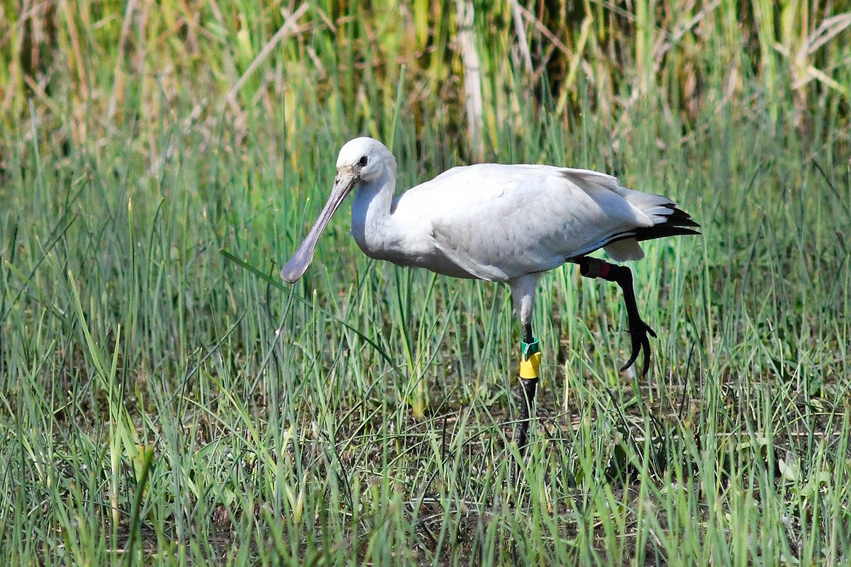 Una espátula, especie de paso en la zona oriental de Andalucía, fotografiada en la Charca de Suárez
