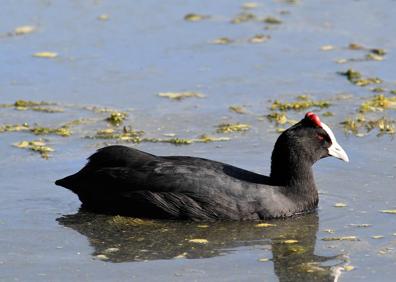 Imagen secundaria 1 - Ornitólogos en la Cahrca de Suárez; Focha moruna y un calamón, especies en peligro de extinción, foptografiadas en la Charca de Suárez