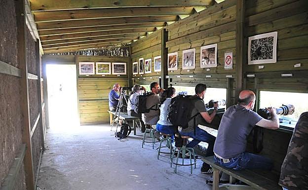 Imagen principal - Ornitólogos en la Cahrca de Suárez; Focha moruna y un calamón, especies en peligro de extinción, foptografiadas en la Charca de Suárez