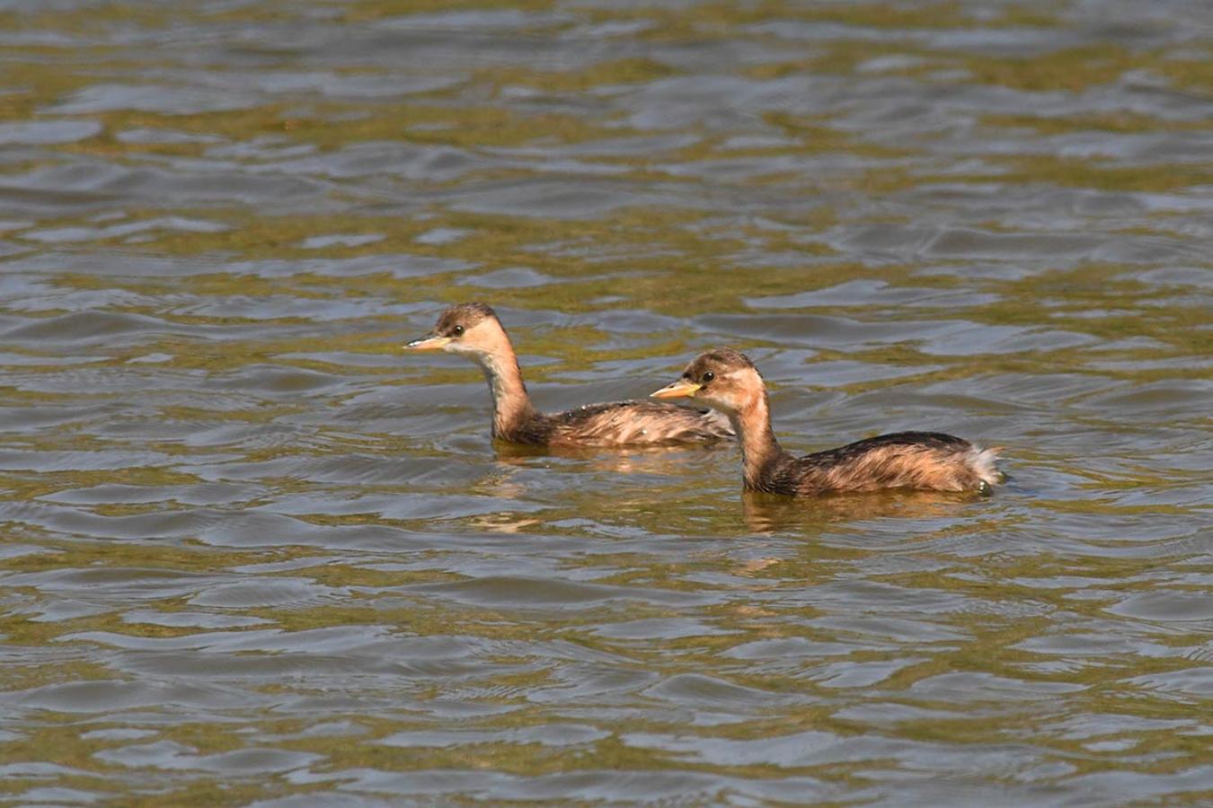 Pareja de sampullines cuellinegro en las lagunas de Punta Entinas