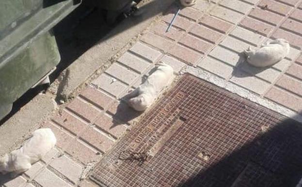 Abandonados varios cachorros neonatos al lado de un contenedor en Jaén
