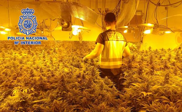 Un agente de Policía Nacional en la plantación encontrada en el sótano de la vivienda. 