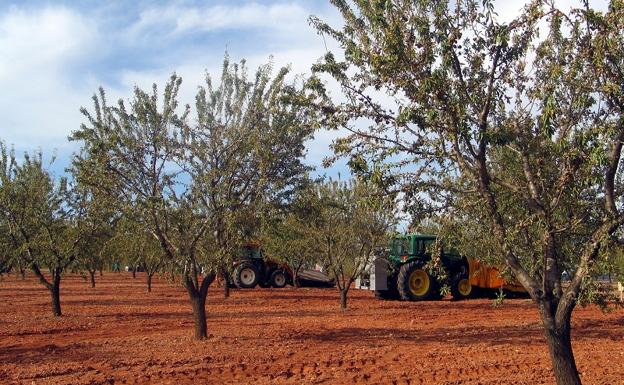 Caja Rural tramita ya a sus clientes los seguros de cultivos herbáceos, almendro y olivar