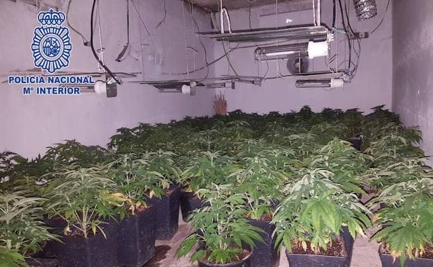 Hallan en Almería un cultivo de marihuana con 115 plantas en el zulo subterráneo de una parcela de labranza