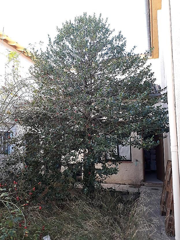 Acebo del instituto.