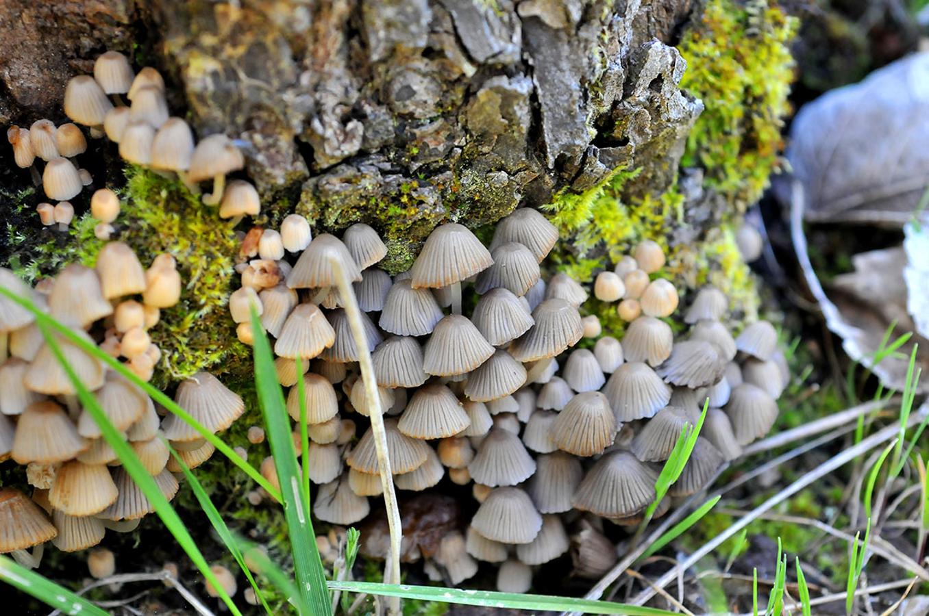 Sombrillas. Coprinellus disseminatus, son hongos sarpófitos que destruye madera muerta