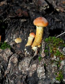 Imagen secundaria 2 - 10 setas útiles para el bosque que puedes encontrar en Granada