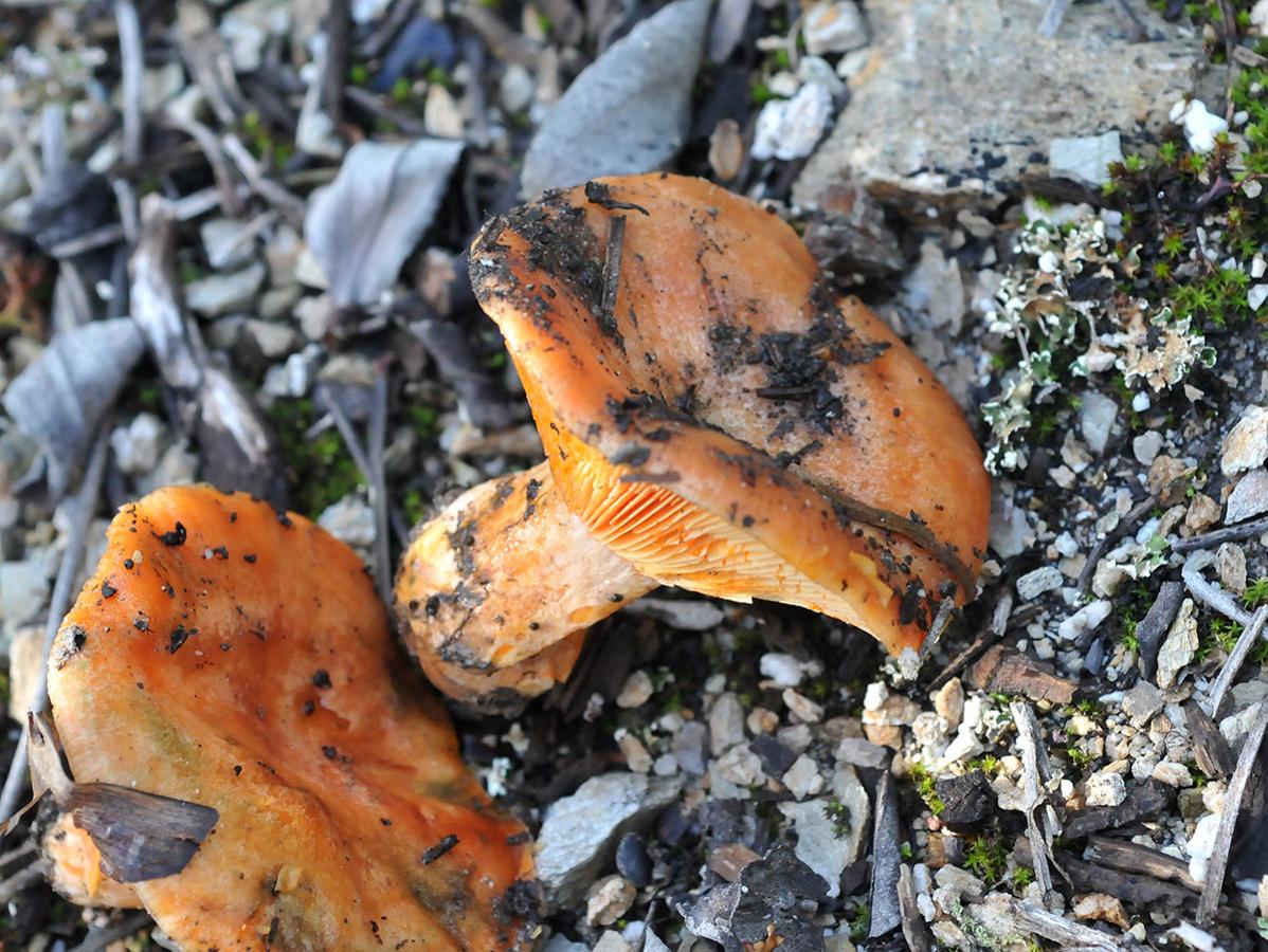 Níscalos. Lactarius deliciosus, hongo simbiótico, es de los más codiciados y recolectados.