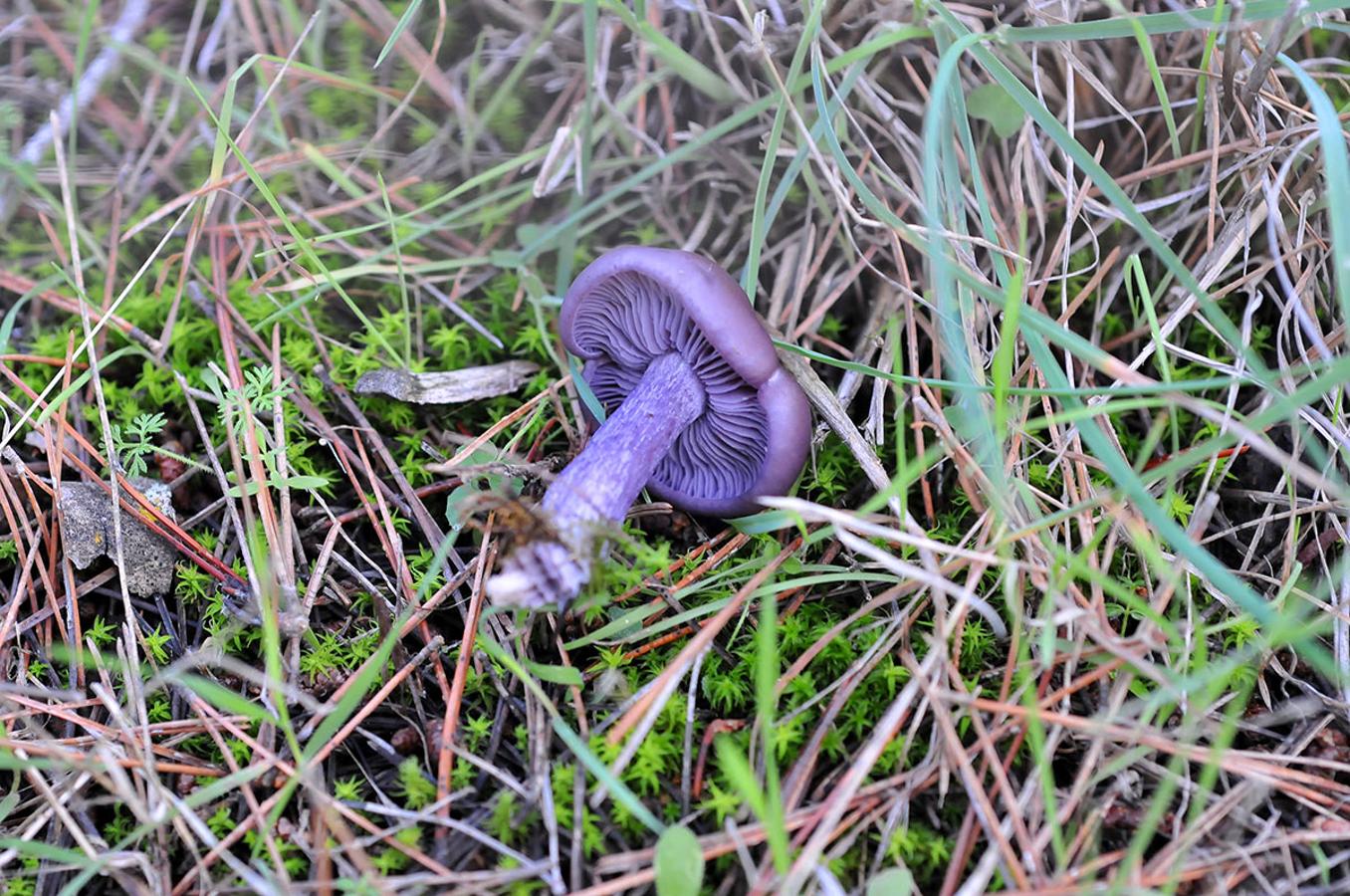 Pie azul. Lepista nuda, muy apreciada por recolectores, en simbiosis en zonas de coníferas.