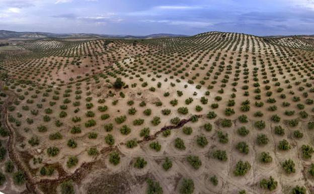Imagen de archivo de un terreno con cultivos en Jaén.