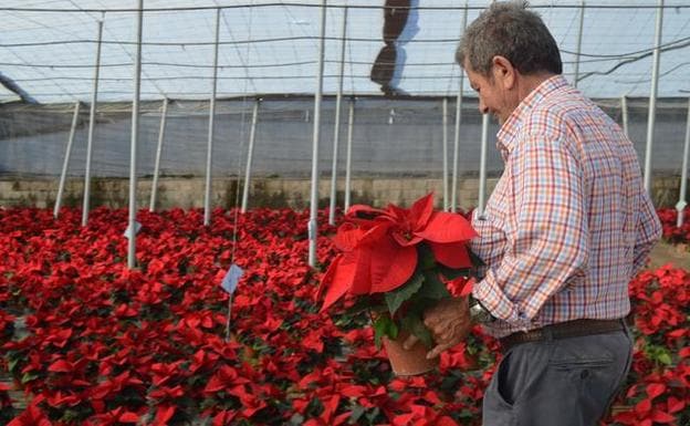 Almería es clave en el aumento de la exportación nacional de planta ornamental y flor