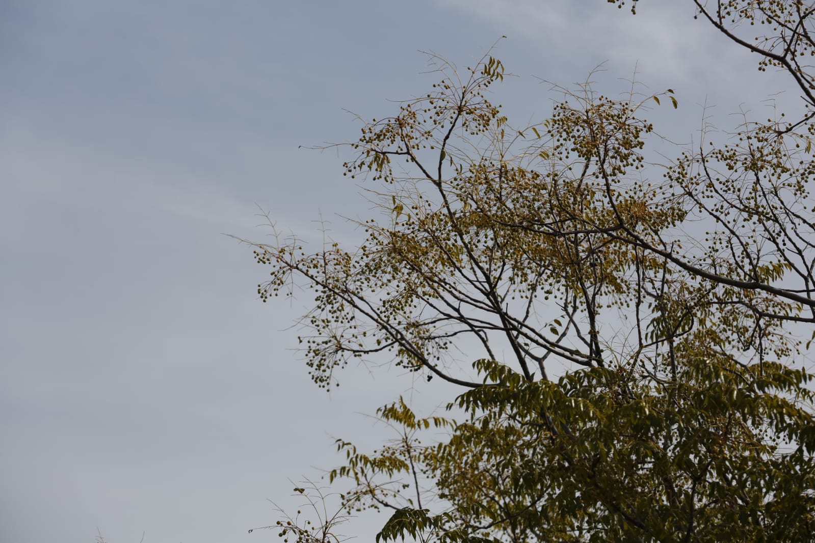 La capital luce por sus calles la estampa clásica del otoño que amarillea sus árboles