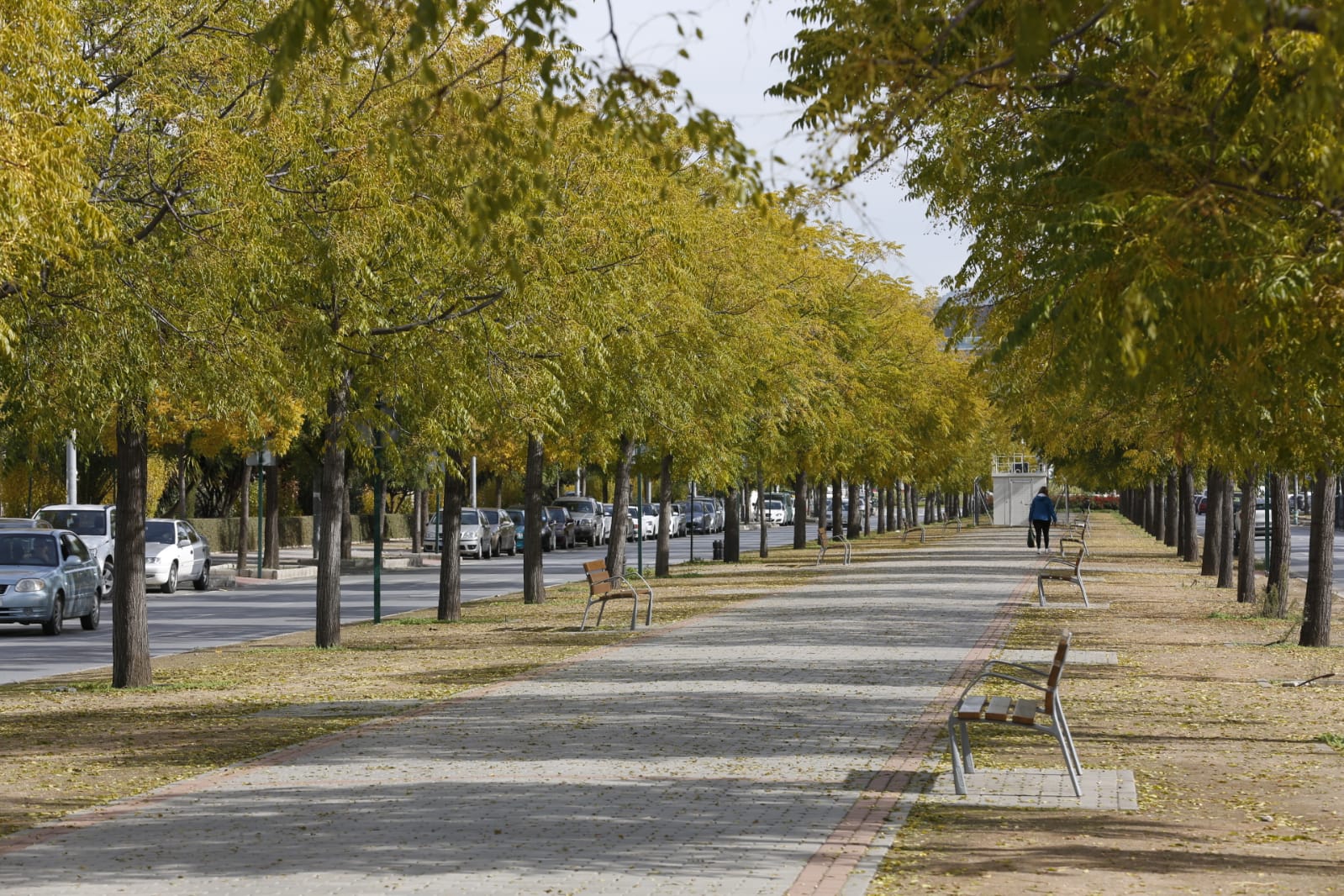 La capital luce por sus calles la estampa clásica del otoño que amarillea sus árboles