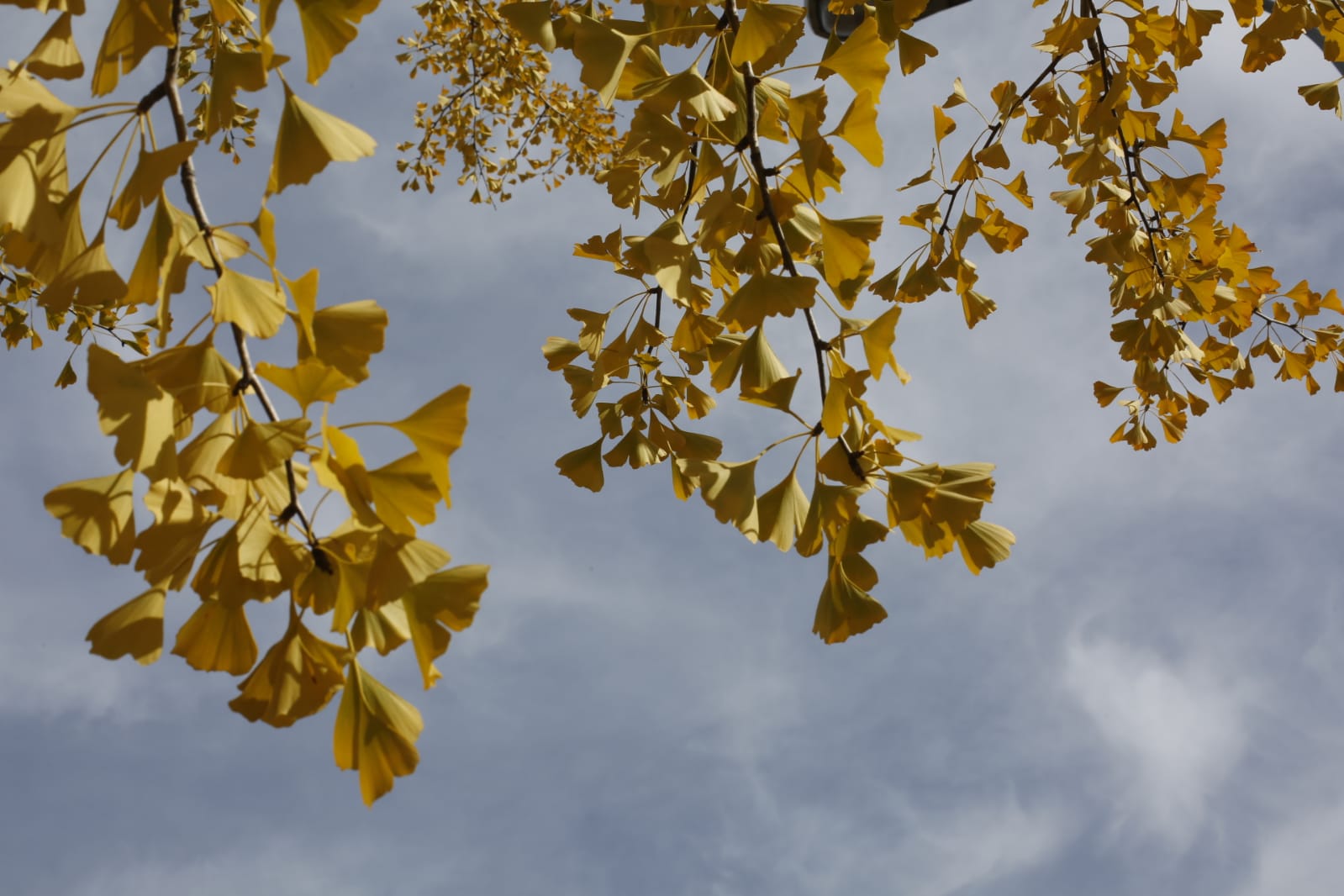 La capital luce por sus calles la estampa clásica del otoño que amarillea sus árboles