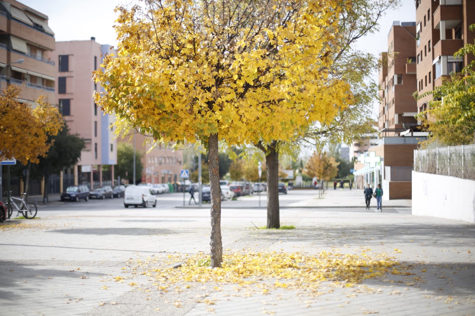 La capital luce por sus calles la estampa clásica del otoño que amarillea sus árboles