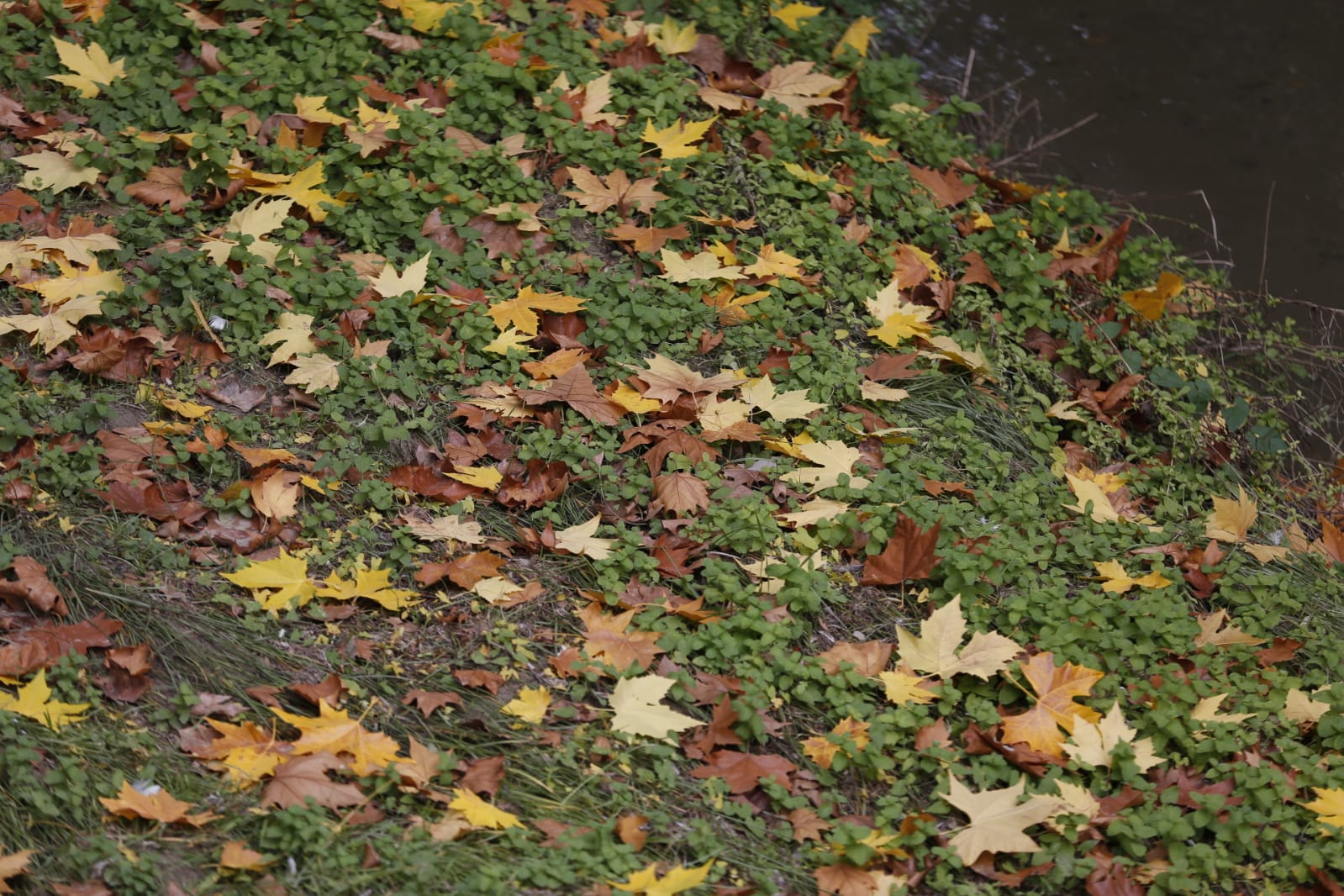 La capital luce por sus calles la estampa clásica del otoño que amarillea sus árboles