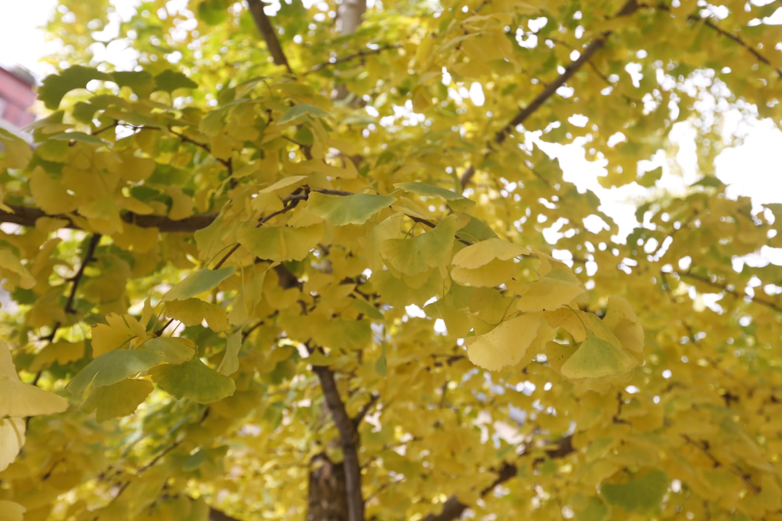 La capital luce por sus calles la estampa clásica del otoño que amarillea sus árboles